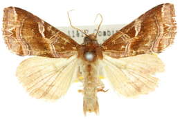 Image of Callopistria ferruginea Hampson 1908