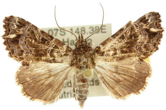 Image of Callopistria rivularis Walker 1857