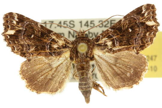 Image of Callopistria rivularis Walker 1857