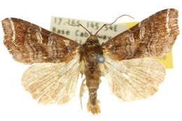 Image de Callopistria placodoides Guenée 1852