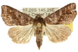 Image de Callopistria placodoides Guenée 1852