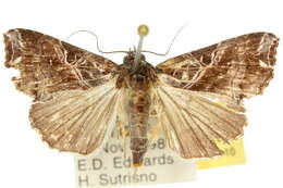 Image of Cutworm