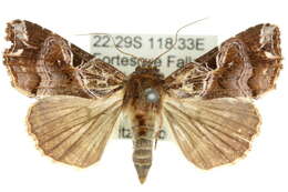 Image of Cutworm