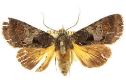 Image of Ancara plaesiosema Turner 1943