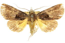 Image of Ancara plaesiosema Turner 1943