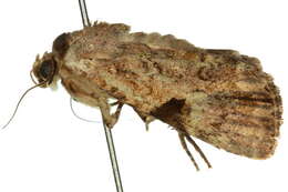Image of Platyprosopa