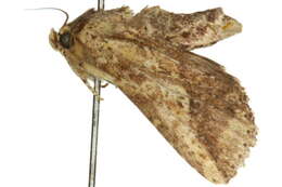 Image of <i>Bagada turpisoides</i>