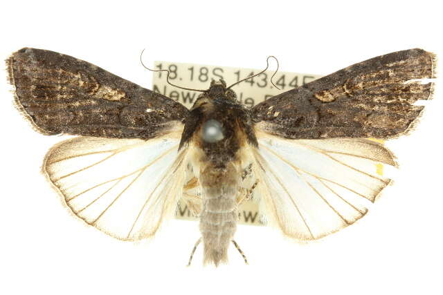 صورة Spodoptera exempta Walker 1856