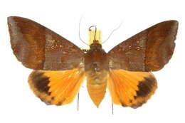 Image of Thyas miniacea Felder 1874