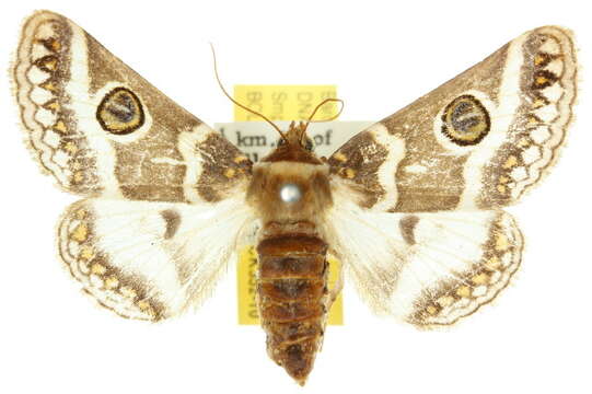 Image of Niguza anisogramma Lower 1905