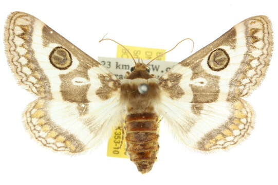 Image of Niguza anisogramma Lower 1905