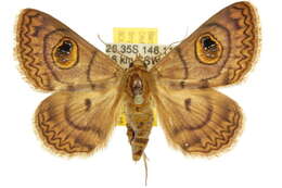 Image of Niguza spiramioides Walker 1858