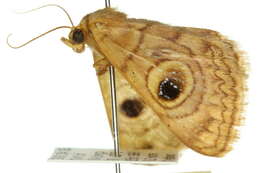 Image of Niguza spiramioides Walker 1858