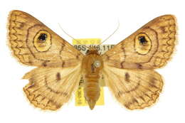 Image of Niguza spiramioides Walker 1858