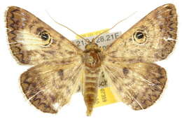 Image of <i>Niguza oculita</i>