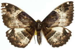 Image of Erebus terminitincta Fletcher 1957