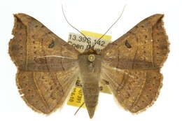 Image of Entomogramma torsa Guenée 1852