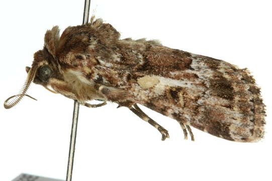 Image de Spodoptera umbraculata Walker 1858