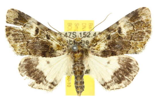 Image of Amphipyrinae