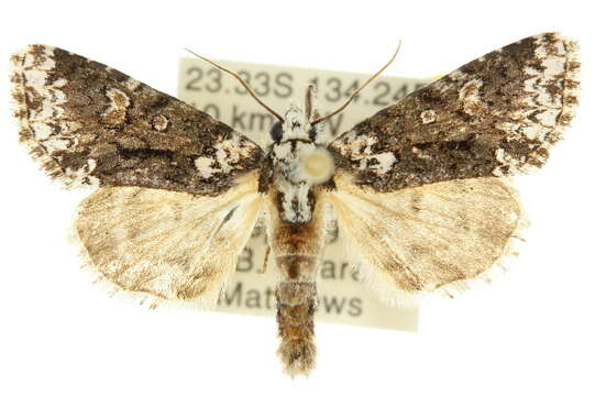 Image of <i>Thalatha chionobola</i>