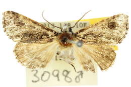 Image of <i>Thalatha chionobola</i>