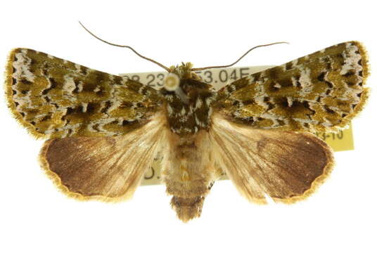 Image of <i>Thalatha bryochlora</i>