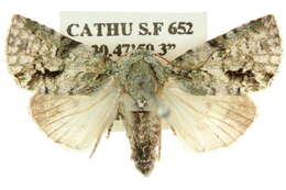 Image of <i>Acronicta psorallina</i>