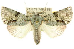 Image of <i>Acronicta psorallina</i>