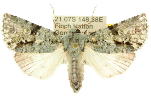 Image of <i>Acronicta psorallina</i>