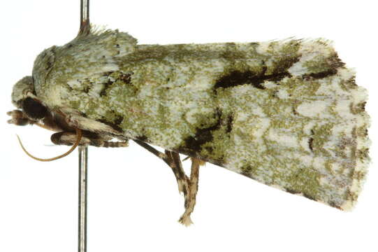 Image of <i>Acronicta psorallina</i>