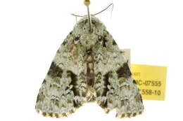 Image of <i>Acronicta dinawa</i>