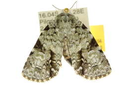 Image of <i>Acronicta psorallina</i>