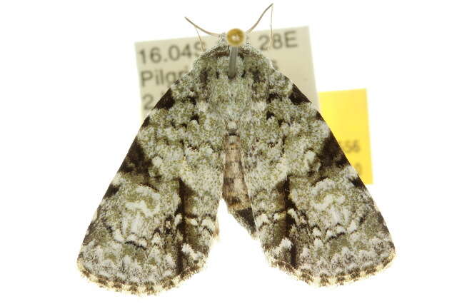 Image of <i>Acronicta psorallina</i>