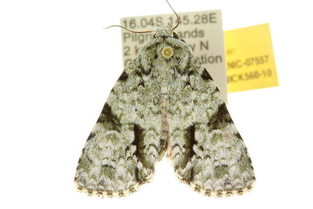 Image of <i>Acronicta psorallina</i>