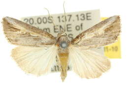 Image of Eremaula