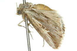 Image of Eremaula minor Butler 1886