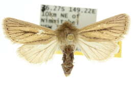 Image of <i>Bathytricha leonina</i>