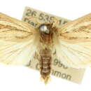 Image of Bathytricha phaeosticha Turner 1931