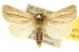 Image of Bathytricha phaeosticha Turner 1931