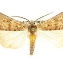 Image of Eremochroa thermidora Hampson 1909