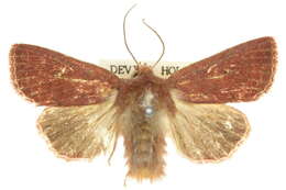 Image of Cirphis ebriosa Guenée 1852