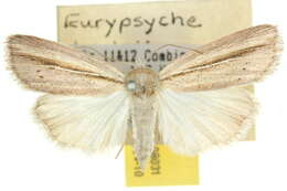 صورة Eurypsyche