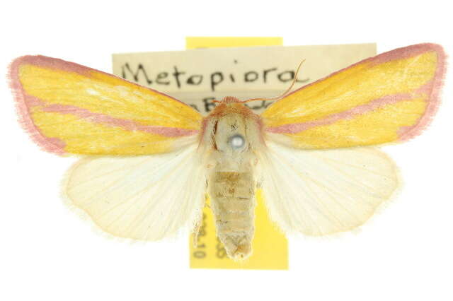 Image of Metopiora