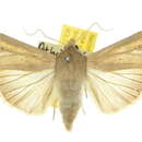 Image of <i>Mythimna separata</i>