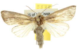 Image of <i>Mythimna loreyi</i>