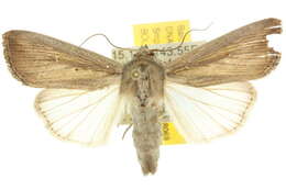 Image of <i>Mythimna loreyi</i>