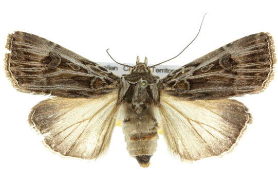 Image of Agrotis radians Guenée 1852