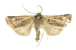 Image of Agrotis radians Guenée 1852