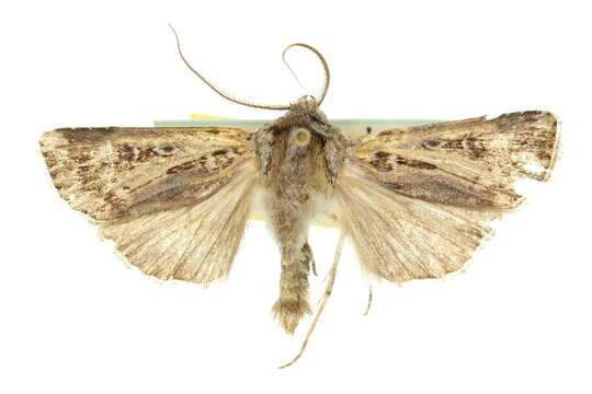 Image of Agrotis radians Guenée 1852