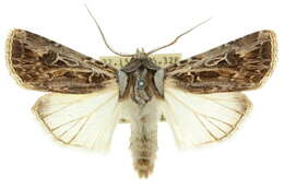 صورة <i>Agrotis emboloma</i>